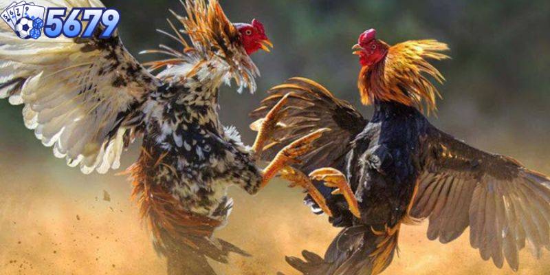 Giới thiệu các trại gà nổi tiếng khu vực châu Á