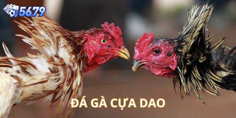 Chuẩn bị đá gà có cựa dao, cả hai nài đều phải tiến về mức chờ lệnh