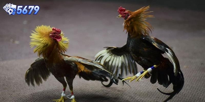 Cựa dao là loại cựa có dạng hình tam giác đều