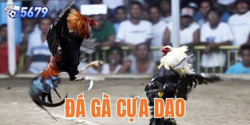Đá gà cựa dao là một loại giải trí phổ biến ở Việt Nam