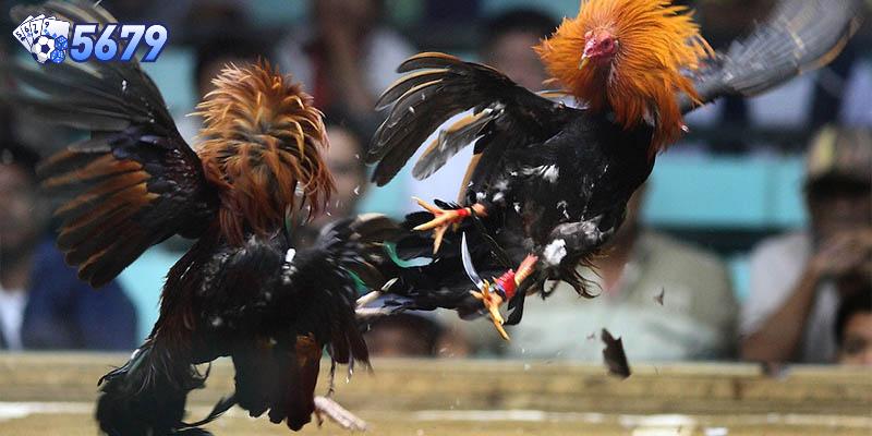 Đá gà miền tây là hoạt động quen thuộc, phổ biến rất được quan tâm