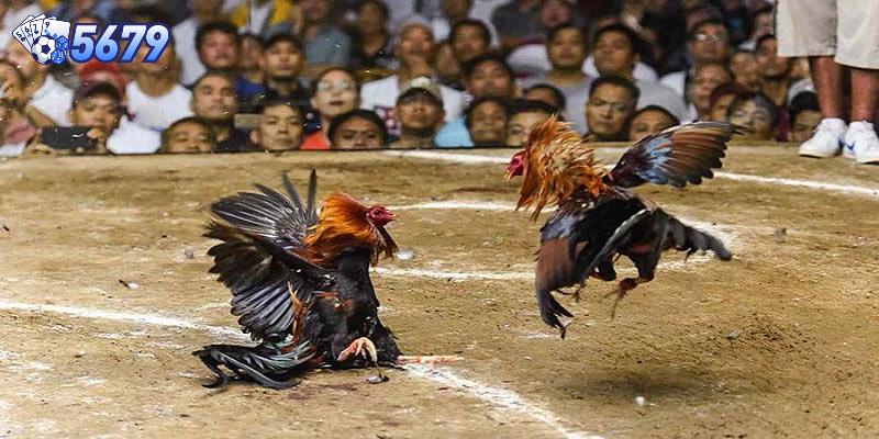 Đá gà miền Tây