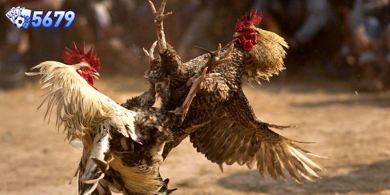 Đá gà thomo quen thuộc với nhiều người chơi quan tâm đến bộ môn đá gà