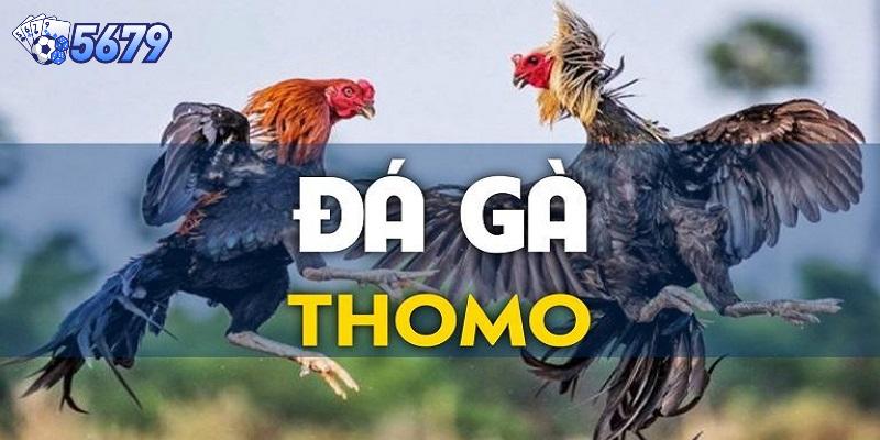 Đá gà thomo