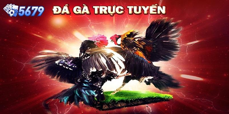 Đá gà trực tuyến