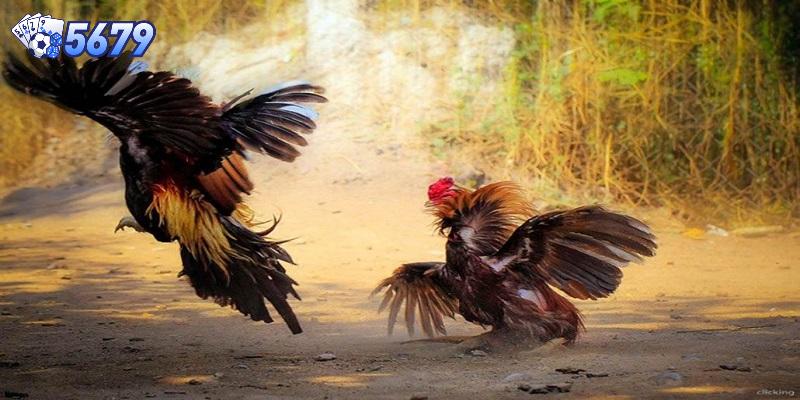 Kinh nghiệm cần biết giúp bạn có những trải nghiệm chơi đá gà tốt hơn