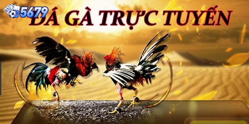 Một số thông tin cơ bản cần biết về đá gà trực tuyến