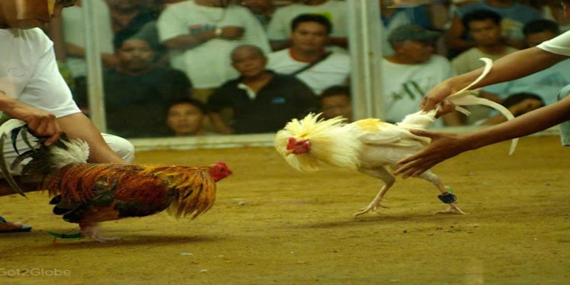 Tại sao màu mạng gà đá quan trọng