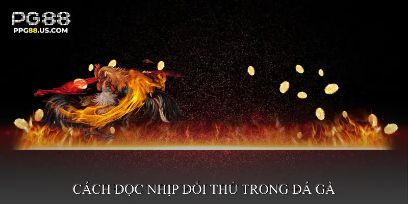 Cách đọc nhịp đối thủ trong đá gà