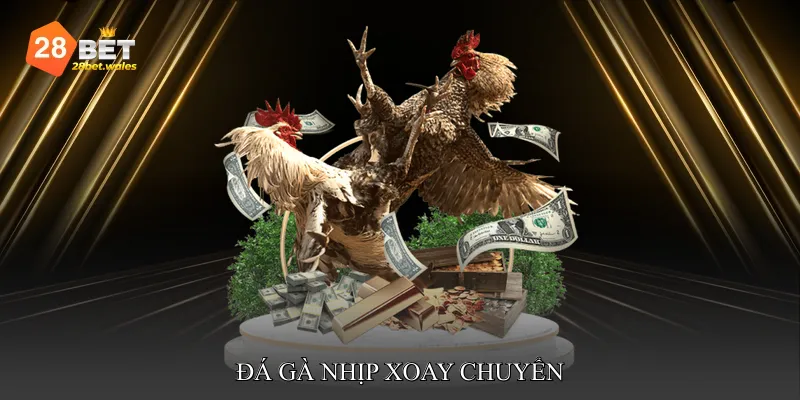 Đá Gà Nhịp xoay chuyển