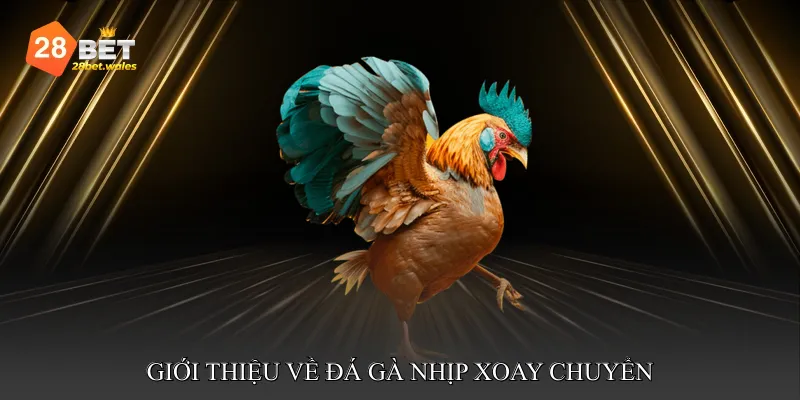 Giới thiệu về đá gà nhịp xoay chuyển