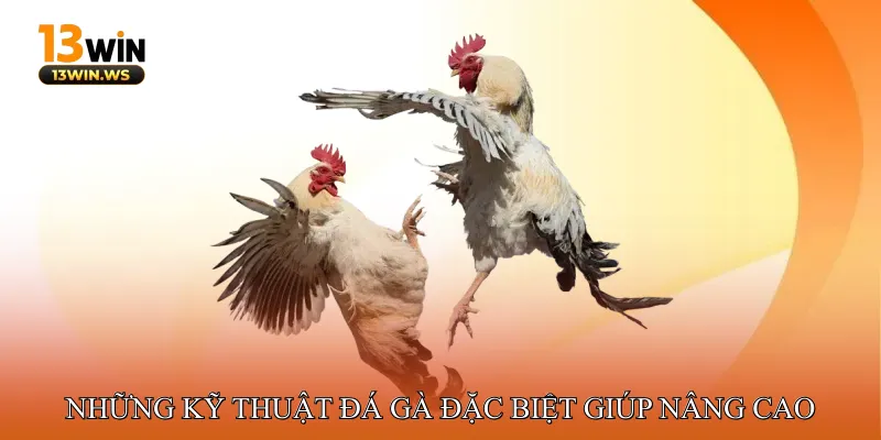 Những Kỹ Thuật Đá Gà Đặc Biệt Giúp Nâng Cao Nhịp Trận